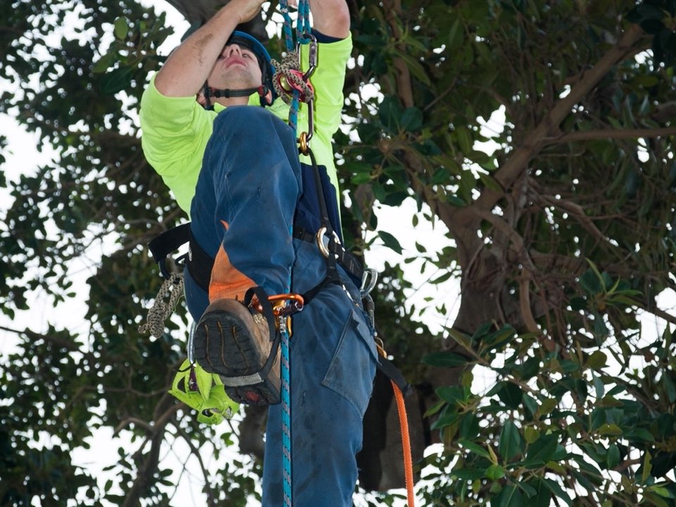 Qualified arborist working in a mature tree during a property survey in Swansea